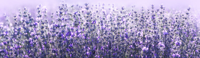 Lavender field in Provence in soft focus. Panorama with blooming lavanda flowers in blur sunlights...