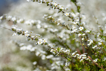 Full blooming of thunberg's meadowsweet (Spiraea thunbergii) in Japan in March
