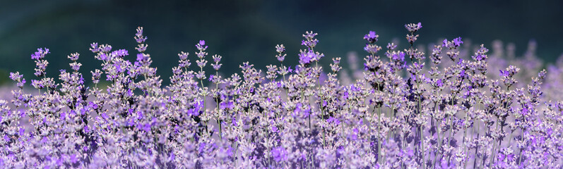 Obraz na płótnie Canvas Lavender field in soft focus on dark blurry background. Violet Lavender flowers on wide landscape for web banner. Panorama with blooming lavanda in Provence on sunny day.