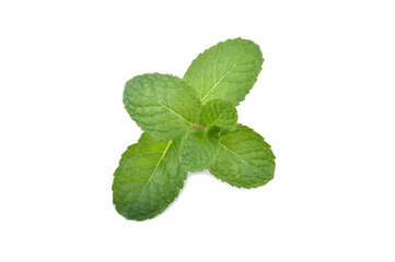 Mint leaves isolated on white background