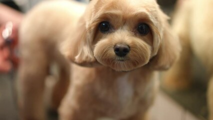 Close-up portrait of adorable cute Bolognese dog looking at camera with brown eyes as female Caucasian hand cutting fur at background. Charming domestic animal indoors in pet grooming salon