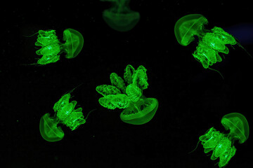 Shooting macro Lychnorhiza lucerna underwater