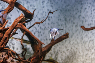 Underwater shot of fish pterophyllum scalare altum