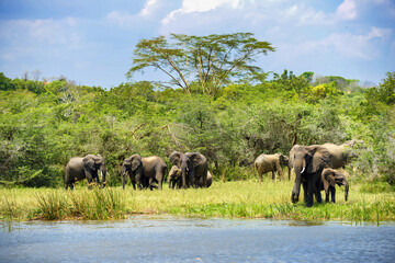 Naklejka na ściany i meble A family of african elephants in green african bush at Nile river bank. Murchison national park, Uganda.