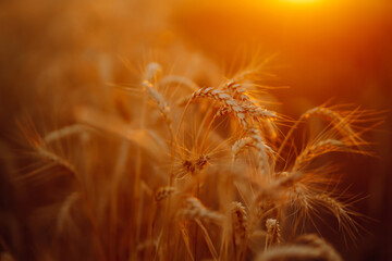 Golden spikelets of wheat in the field at sunset. Agricultural  concept. Harvest nature growth.