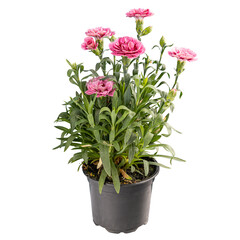 Pink carnation flower