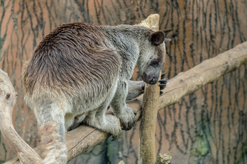 Grizzled Tree Kangaroo