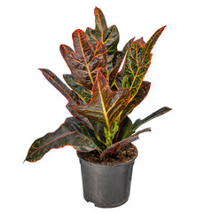 Codiaeum variegatum, garden croton © Grafvision