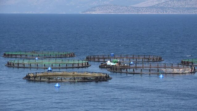 Fish Farm on the Sea, Hatchery Fishing Seafood, Greece Aquaculture, Fishes Feeding