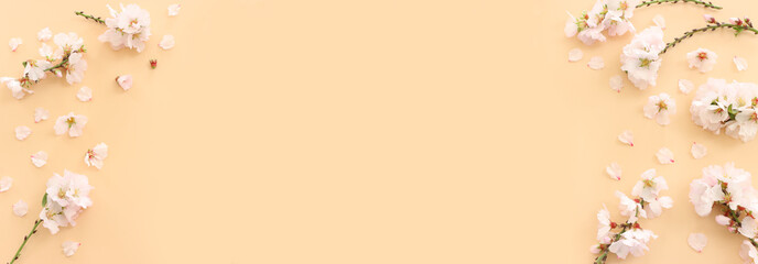 image of spring white cherry blossoms tree over yellow pastel background