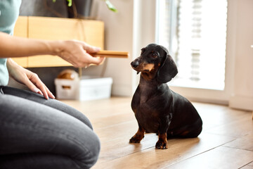 A female owner training her dachshund dog, sitting with him on a home floor with a treat.