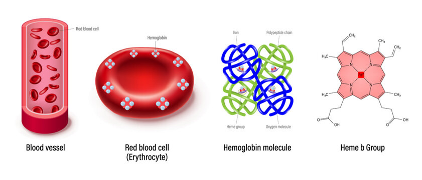 Structure of blood vessel, red blood cell, hemoglobin molecule and Heme b group. Heme groups, &alpha; and &beta; subunits, iron atoms and oxygen molecule.