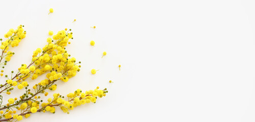 Top view image of spring yellow mimosa flowers composition over white background