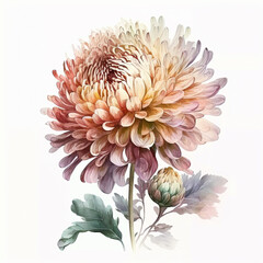 Watercolor chrysanthemum illustration. Wedding invitation. Botanical art print. Ai generated