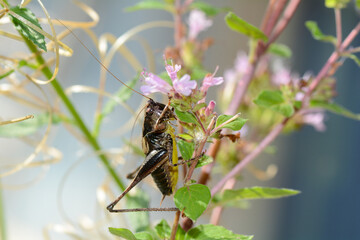 Brown grasshopper