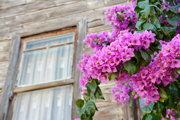 Fototapeta na wymiar Bougainvillea Vines In Front Of A Traditional Wooden House With Windows, Istanbul, Turkey 