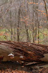 fallen tree in autumn
