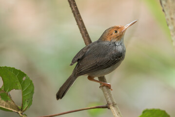 Fototapeta premium robin on the fence