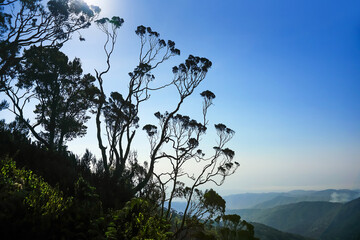 Giant heather (Erica arborea) trees in african highlands. Rwenzori mountains national park, Uganda.