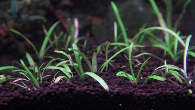 Aquarium plants for foreground Sagittaria subulata in an aquarium tank