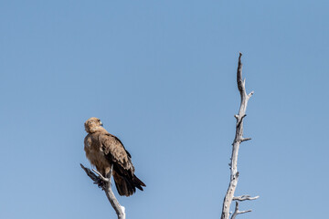 Fototapeta premium Close-up of a Tawny Eagle - Aquila rapax- sitting in a treetop in Etosha National Park, Namibia.