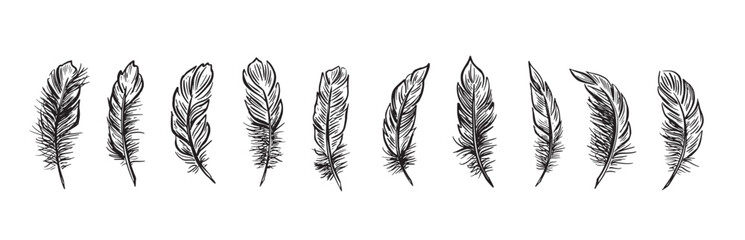 Feather Set hand drawn illustrations.	
