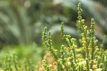 field of grass