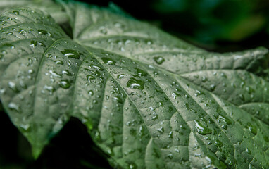 water drops on a leaf