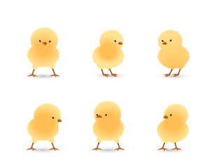 Chicks in 3D standing in different gesture set