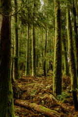 Green forest in Azores