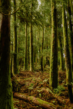 Green forest in Azores © psousa5