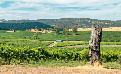 Scene of vineyard covered by grape trees in the countryside of Barossa Valley in South Australia 
