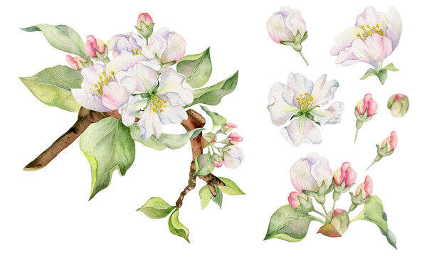 Hand drawn watercolor apple flowers on branch with leaves, white, pink and green. Square composition Isolated on white background. Design for wall art, wedding, print, fabric, cover, card, invitation.