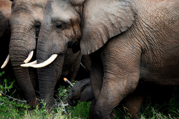 Close up of elephants huddled together one with a temporal gland secretion