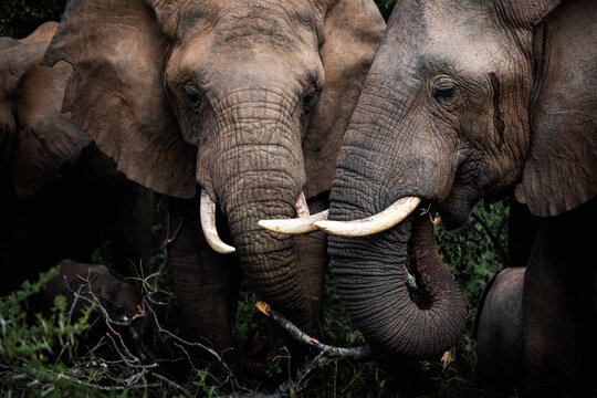 Close up of two elephants with one with temporal gland secretion - Powered by Adobe