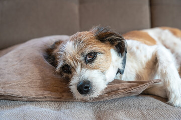 Ein kleiner Terrier Hund liegt auf einer Couch. Müde, Blick in die Kamera.