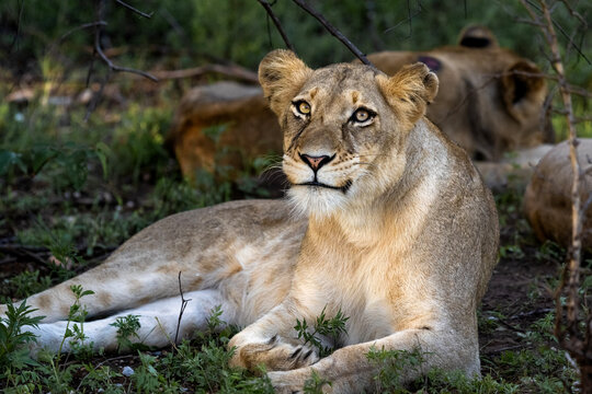 A resting lioness looking at the camera