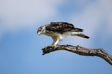 An African hawk eagle perched on a bare solitary branch with a softly blurred sky in the background