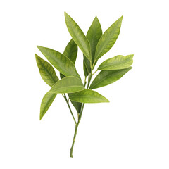 Fresh green leaves branch isolated on transparent background