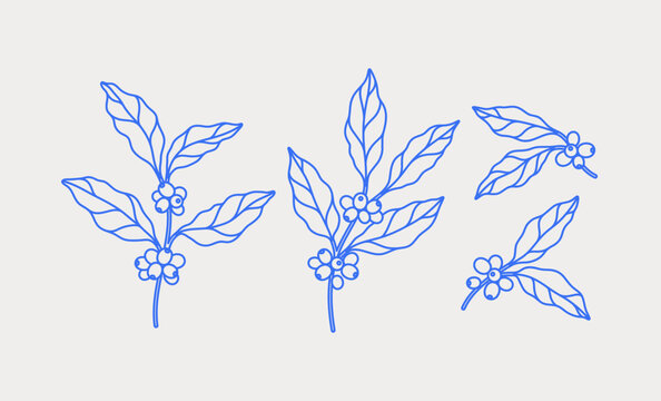 Hand-drawn coffee tree branches. Line art. Vector illustration for coffee shops, cafes, and restaurants.