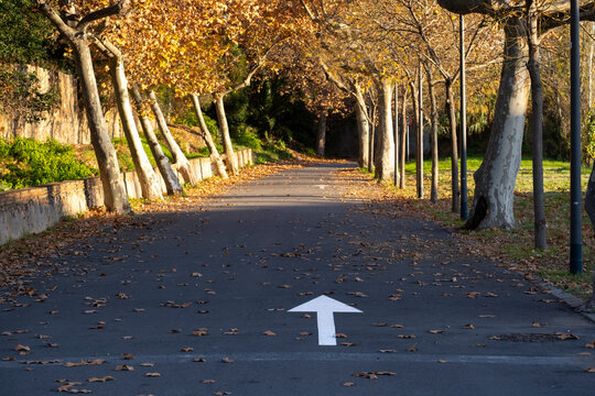 arrow indicating the direction on a country road with trees in autumn