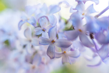 Beautiful spring lilac flowers on background. blurred background