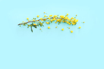 Top view image of spring yellow mimosa flowers composition over pastel blue background
