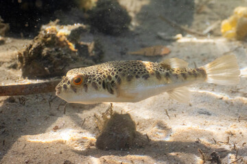 Common Toadfish (Tetractenos hamiltoni), Narooma, NSW, January 2023