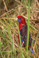 Crimson Rosella immature bird, Narooma, NSW, January 2023