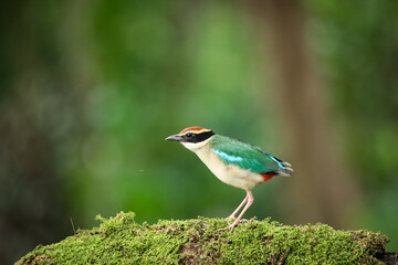 Fairy Pitta bird during migration in Thailand