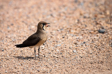Many kinds of Thailand Birds in their actions.
