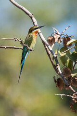 Blue tailed bee eater with dragon fly kill