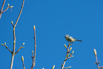 mésange bleue, cyanistes caeruleus