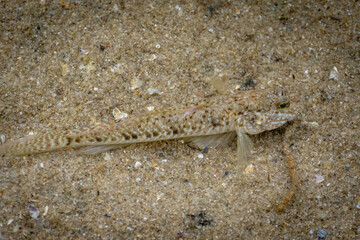 Eastern Longfin Goby (Favonigobius lentiginosus), Narooma, NSW, January 2023
